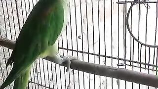 A green parrot in the cage