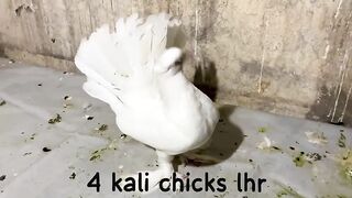 Us nay chicken