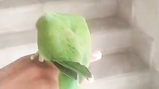 Mr parrot