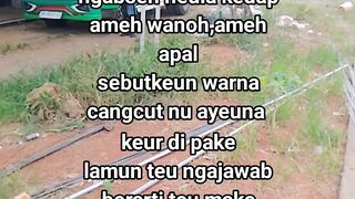 ayam broiler || kata kata lucu 638