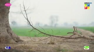 Ye Item Hai Ya Atom Bomb...!! #sajalali #hamzasohail - Zard Patton Ka Bunn - HUM TV