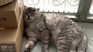 cat and mouse 4