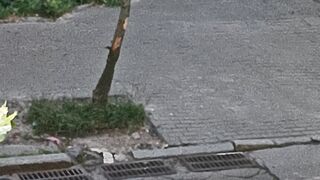 Ленивыц