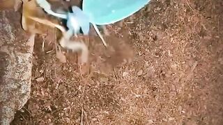 Crickets vs Grasshoppers, who is the winner, write in the comments and follow section