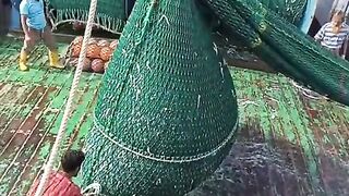 A lot of fosh under the net