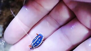 Very interesting Hand-riding sea slug ????