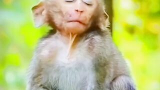 Menyet lucu