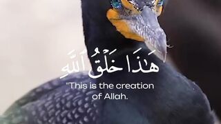 Beautiful quran recitation voice ????