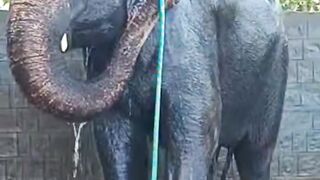Watch the the elephant Bathing it self.