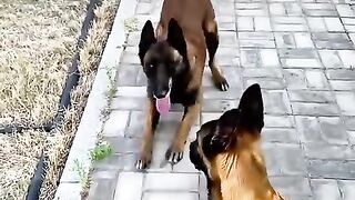 Malinois huấn luyện