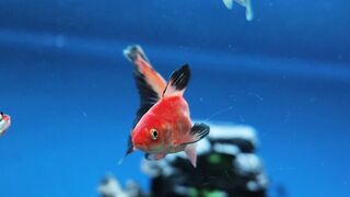 Beautiful Fish 2