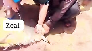 Zalim Kasai