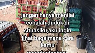 ayam broiler || kata kata lucu 646