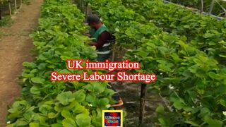 UK immigration: Severe labour shortage in farming industry