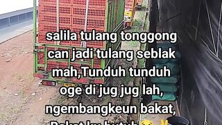 ayam broiler || kata kata lucu 647