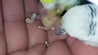 پرندے اپنے بچوں کو کسے پالتے ہیں