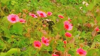 status,status video,status song,status whatsap,beast song,good song,video,natural