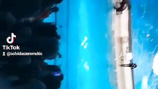 Delfin show Lithuania delfinarium