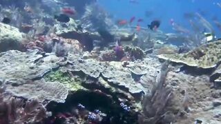 Komodo national park indonesia