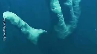 Fakta kedalaman laut #febspot #fyp #viral #sea