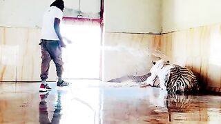 #savetheanimals_#automobile_#lion_#savewild_#car_#animals_#savelifes(480p).