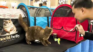 KUCING CHAMPION SEGEDE BERUANG