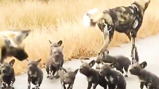 This is how mothers live in the forest