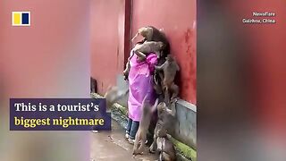 Park tourist overwhelmed by monkeys looking for fruit