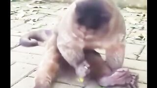 سنا تھا بندر کے ہاتھ ماچس لگی جنگل جلا دیا