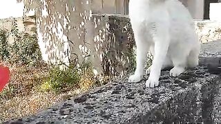 This beautiful creature loves being in the garden.