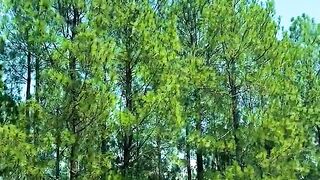 status,status video,status song,status whatsap,beast song,good song,video,natural