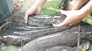 Kasus induk lele KOSONG TELUR (gembos)