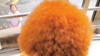 Funniest thing doing by doggy 3