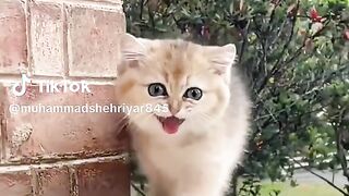 funny video is very interesting video