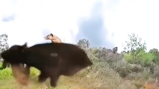Lion fight with Fafalow .