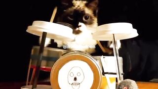 Gato na batera IRON MAIDEM