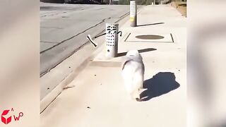 Funny Animal Videos 2024 - Best Dogs And Cats Videos - Funniest Cats And Dogs Videos Compilation