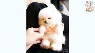You will laugh at all the DOGS ???? Funny DOG Videos ???????? 2