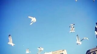 Birds 29
