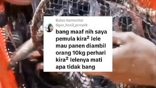Jika ikan lele dipanen setiap hari 10kg apakah ikan lele yang lain bisa mati❓