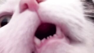 Cat cute singing