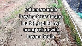 ayam broiler || kata kata lucu 654