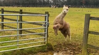 Les animaux de la ferme les plus drôles