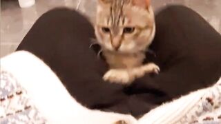#shorts #funny #cat #dog #animals