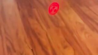 Funny cat (Video credits goes to island of pets Youtube channel)