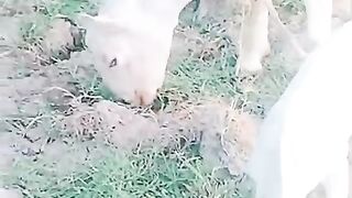 The friendly goat