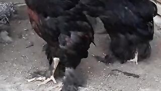 Jab ap nay chicken pala tha