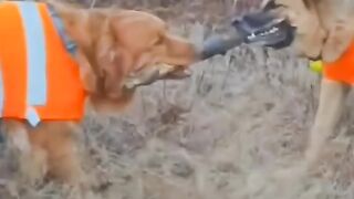 Dog funny video|funny video|Funny #dog #funny #Video
