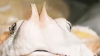 Snake 25
