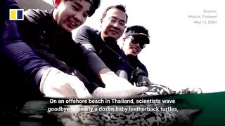 Thailand’s endangered baby turtles return to the wild